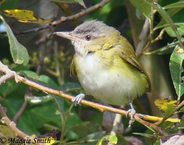 Yellow-green Vireo - Vireo flavoviridis