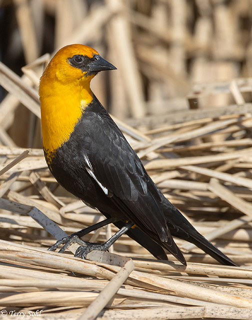 Yellow-headed Blackbird - Xanthocephalus xanthocephalus