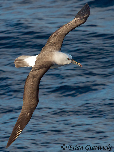 Yellow-nosed Albatross - Thalassarche chlororhynchos