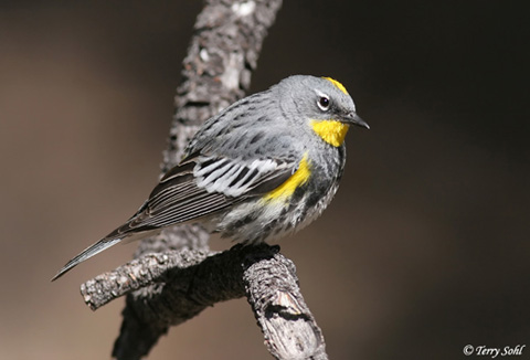 yellow rumped warbler flying