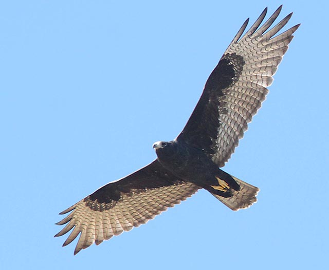 Zone-tailed Hawk - Buteo albonotatus