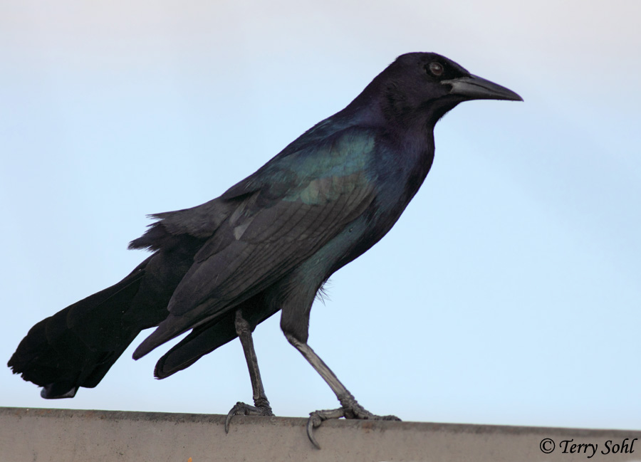 Boat-tailed Grackle - Quiscalus major