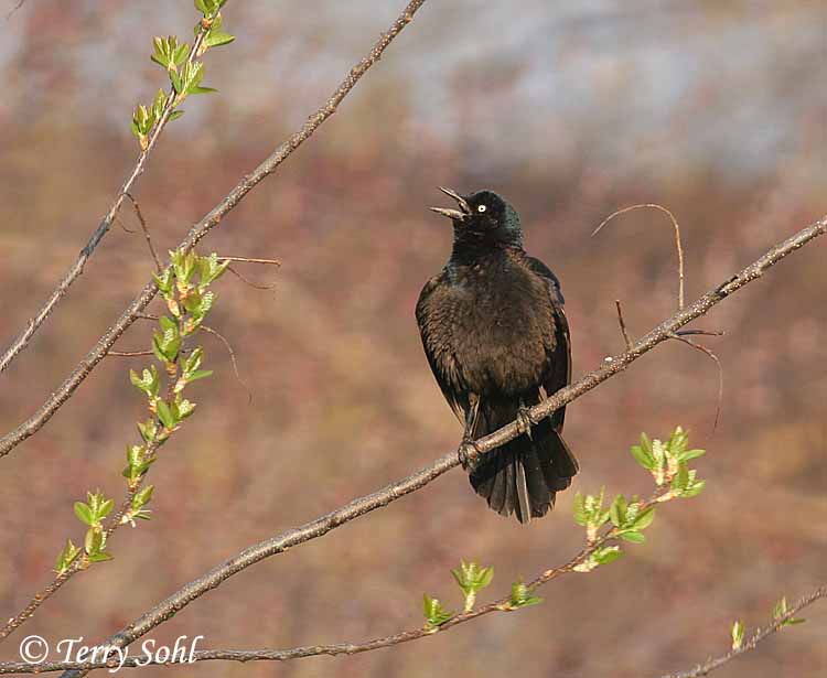 Photo of Common Grackle - Quiscalus quiscula