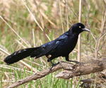 Great-tailed Grackle 1 - Quiscalus mexicanus