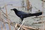 Great-tailed Grackle 5 - Quiscalus mexicanus