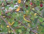 Orchard Oriole - Icterus spurius