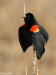 Red-winged Blackbird 19 - Agelaius phoeniceus