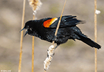 Red-winged Blackbird 23 - Agelaius phoeniceus