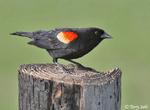 Red-winged Blackbird 4 - Agelaius phoeniceus