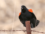 Red-winged Blackbird 8 - Agelaius phoeniceus