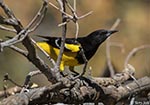 Scott's Oriole 1 - Actitis macularius
