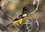 Scott's Oriole 2 - Actitis macularius