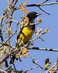 Scott's Oriole 3 - Actitis macularius