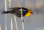 Yellow-headed Blackbird 17 - Xanthocephalus xanthocephalus