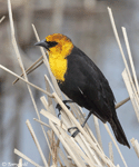 Yellow-headed Blackbird 19 - Xanthocephalus xanthocephalus