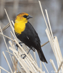 Yellow-headed Blackbird 20 - Xanthocephalus xanthocephalus