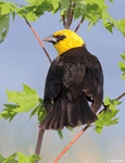 Yellow-headed Blackbird 21 - Xanthocephalus xanthocephalus