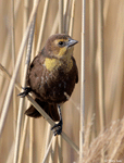 Yellow-headed Blackbird 23 - Xanthocephalus xanthocephalusYellow-headed Blackbird - Xanthocephalus xanthocephalus