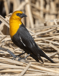 Yellow-headed Blackbird - Xanthocephalus xanthocephalusYellow-headed Blackbird 24 - Xanthocephalus xanthocephalus