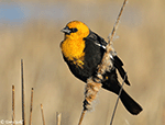 Yellow-headed Blackbird 28 - Xanthocephalus xanthocephalus