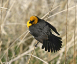 Yellow-headed Blackbird 3 - Xanthocephalus xanthocephalus
