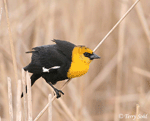 Yellow-headed Blackbird 5  - Xanthocephalus xanthocephalus