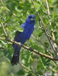 Blue Grosbeak - Guiraca caerulea