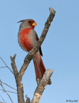 Pyrrhuloxia - Cardinalis sinuatus