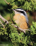 Red-breasted Nuthatch 10 - Sitta canadensis