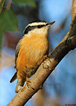 Red-breasted Nuthatch 13 - Sitta canadensis