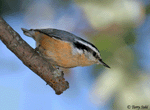 Red-breasted Nuthatch 3 - Sitta canadensis