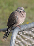 Spotted Dove 1 - Spilopelia chinensis