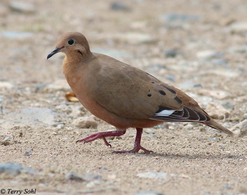 Zenaida Dove - Species Information and Photos