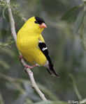 American Goldfinch 11 - Spinus tristis