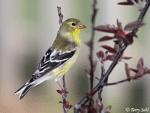 American Goldfinch 12 - Spinus tristis