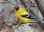 American Goldfinch 18 - Spinus tristis