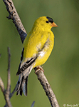 American Goldfinch 20 - Spinus tristis