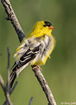 American Goldfinch 21 - Spinus tristis