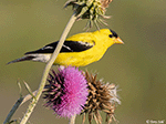 American Goldfinch 23 - Spinus tristis