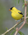 American Goldfinch 2 - Spinus tristis