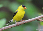 American Goldfinch 3 - Spinus tristis