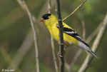 American Goldfinch 7 - Spinus tristis