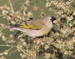 Lawrence's Goldfinch 5 - Spinus lawrencei