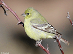 Lesser Goldfinch 10 - Spinus psaltria