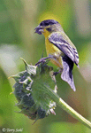 Lesser Goldfinch 1 - Spinus psaltria