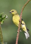 Lesser Goldfinch 2 - Spinus psaltria