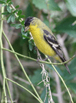 Lesser Goldfinch 3 - Spinus psaltria
