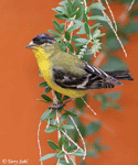 Lesser Goldfinch 4 - Spinus psaltria