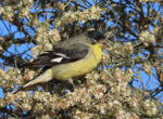 Lesser Goldfinch 6 - Spinus psaltria