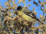 Lesser Goldfinch 7 - Spinus psaltria